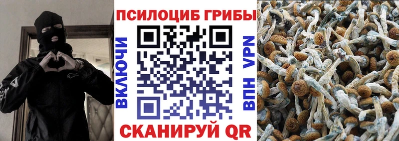 купить  цена  Сольцы  Псилоцибиновые грибы Magic Shrooms 